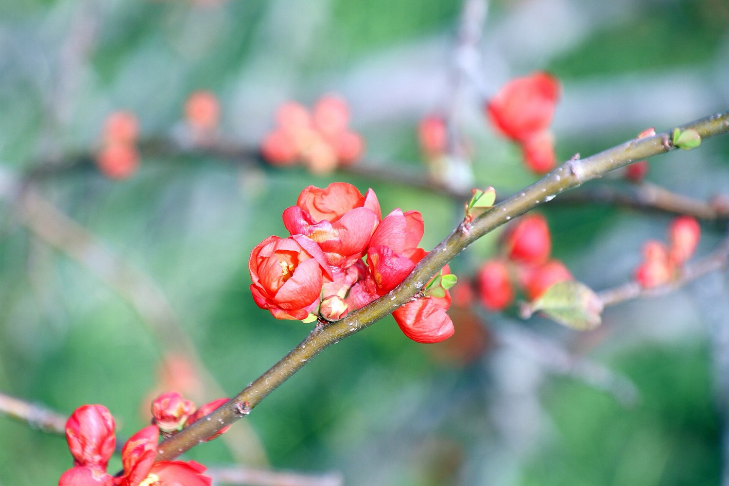 早春の園内の花