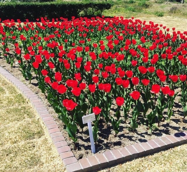 園内のチューリップ